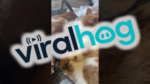 Cat Gives Puppy Baths || ViralHog