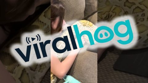 Girl Is a Snake Whisperer || ViralHog