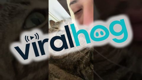 Cat Bites Man's Nose || ViralHog