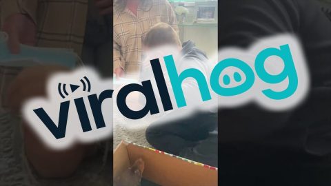 A New Best Friend || ViralHog