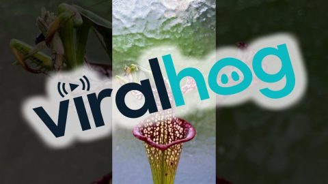 Mantis Eating a Grasshopper on a Sarracenia Plant || ViralHog