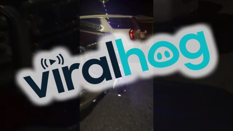 A Bulldog Beacon || ViralHog