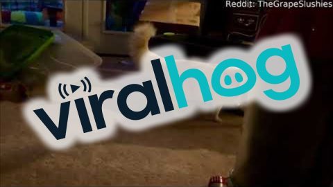 Climbing Cat Crashes Down || ViralHog
