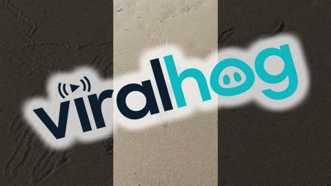 Tiny Crab Spotted on Beach || ViralHog