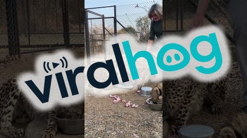 Cheetahs Race To Their Food Bowls During Feeding Time || ViralHog