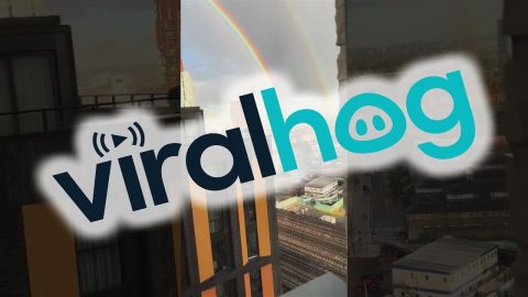 Pride Is the Treasure at the End of This Rainbow || ViralHog