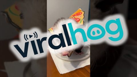 Tonight's Dinner Is A Very Suspicious Pizza || ViralHog