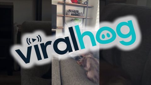 Pulling His Weight and His Friends Too || ViralHog
