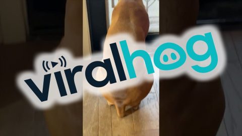 Dog Has A Built In Kickstand || ViralHog
