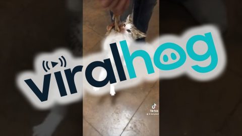 Kitten Wants Her Chicken Wing || ViralHog