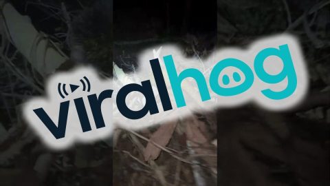 Bright Yellow Porcupine Spotted in Amazon Jungle || ViralHog