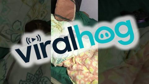 A Dog Watches Dog Videos || ViralHog
