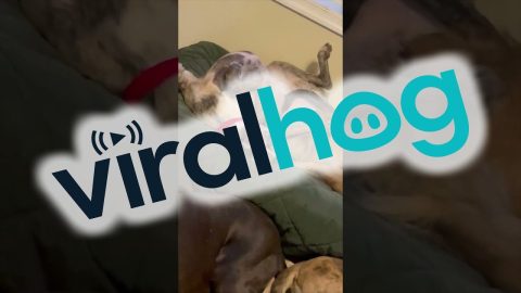 One Of These Dogs Is Not Like The Others || ViralHog