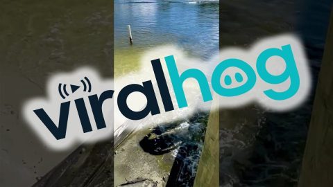 Fish Feeding Frenzy at Boatyard Beach || ViralHog