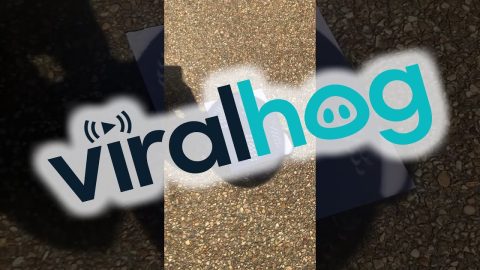 Eclipse And Pinhole Effect Create Crescent-Shaped Shadows || ViralHog
