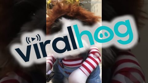 Grumpy Pup Personifies Chucky || ViralHog