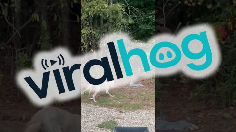 Rabbit Knows Right Where the Electric Fence Ends || ViralHog
