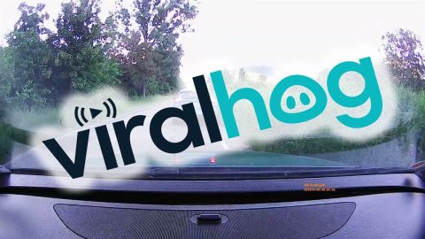 Passing Car Pushes Traffic Into Bushes || ViralHog