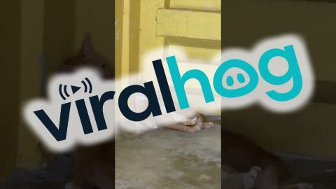 Burnt-Out Cat Momma || ViralHog