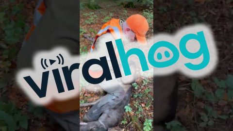 Untangling A Deer From Ropes || ViralHog