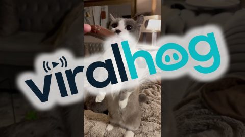 Cat Standing Up Eating a Popsicle || ViralHog