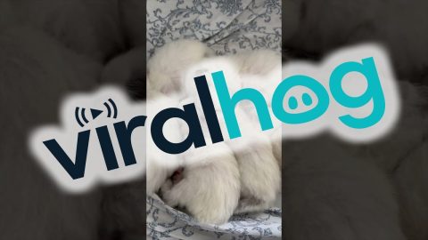 Litter of Newborn Kittens Sleep Together || ViralHog