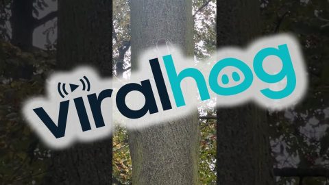 All He Wanted Was a Squirrel || ViralHog