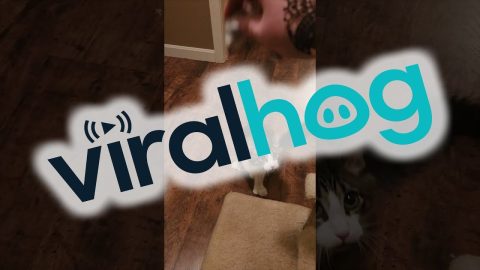 Multi-Toed Maine Coon Kitten Plays Fetch || ViralHog