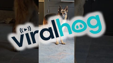 When Your Guard Dog Takes His Job A Little Too Seriously || ViralHog