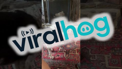 Heeler And Piggy Play At Home || ViralHog
