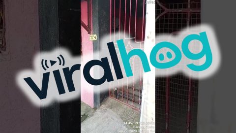 Smart Dog Makes His Great Escape || ViralHog