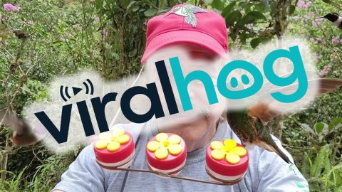 Hummingbird Hat Feeder || ViralHog