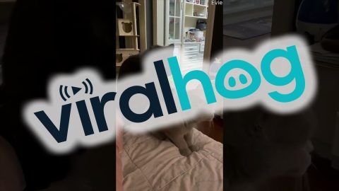 Kitty Gets A Back Massage || ViralHog