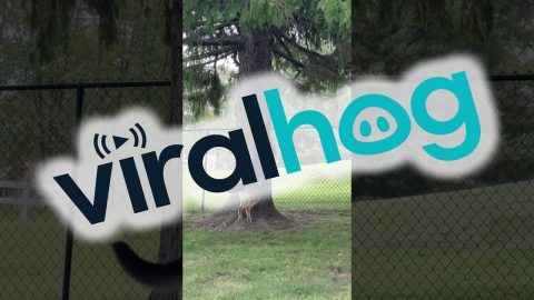 Squirrel And Dog Play Ring Around The Rosie || ViralHog