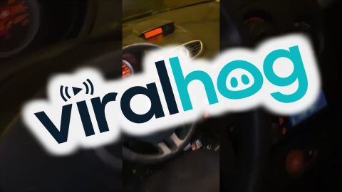 Driver Freaked Out by Spider on Steering Wheel || ViralHog