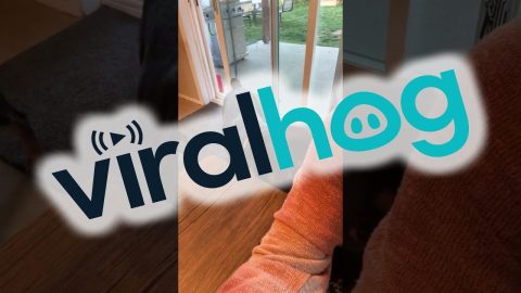 Mother It Is Time For Our Walk || ViralHog