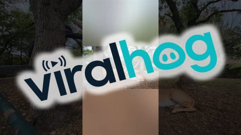Woman Saves Young Buck From Old Hammock || ViralHog