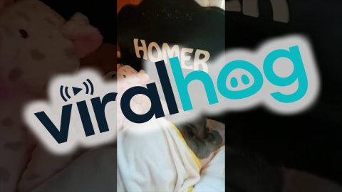 Waking Up Homer The Pig || ViralHog