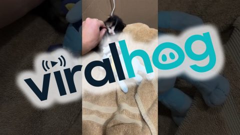 Tiny Kitten Takes a Tumble Backwards || ViralHog