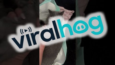 Keep Your Paws Off My Kittens || ViralHog