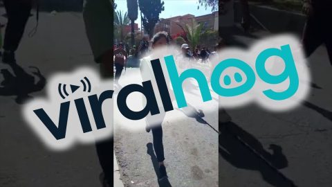 Dogs Participate In Chaotic Downhill Race || ViralHog