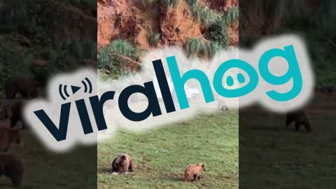 Grizzly Bears Gather For Food || ViralHog