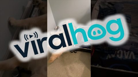 You Forgot To Pack Him || ViralHog