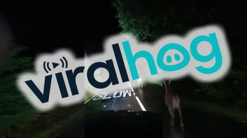 Deer Runs Down Middle of Road || ViralHog