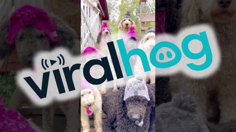 Eleven Fluffy Fashionistas || ViralHog