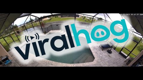 Camera Captures Canal Crash And Rescue In Cape Coral || ViralHog