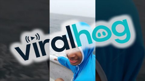 Lost Bird Perches On Seafaring Shoulder || ViralHog
