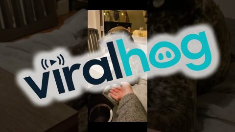 Fine, You Can Have My Paw || ViralHog