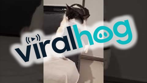 Silly Cat Does Pretty Poses || ViralHog