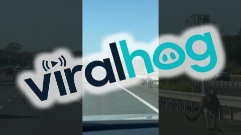These Kangaroos Are Going Places || ViralHog